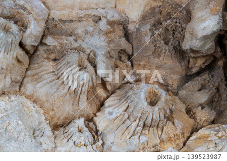Weathered coral impressions showcasing sediment flow and cavity details. Detailed depiction of aged coral textures highlighting sediment deposits and porous surface features Weathered coral impressions showcasing sediment flow and cavity details. Detailed depiction of aged coral textures highlighting sediment deposits and porous surface features 139523987