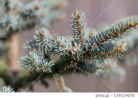 Spruce branch with lush foliage. Delicate bluegreen spruce needles in focus. Closeup view of vibrant coniferous foliage showcasing intricate textures and subtle winter hues 139524050