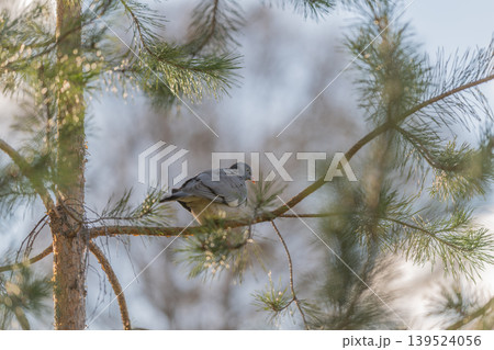 Wood pigeon tucked among branches, muted palette with dappled light, cautious posture, natural camouflage, intimate glimpse of habitat, evokes conservation and slow living vibes 139524056