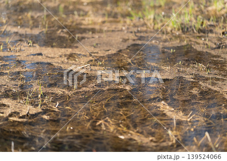 Earthy scene showcasing marshy ground and shadows. Vegetation and soil features at countryside wetland edge. Study of organic debris and soft shadows in marshy rural terrain 139524066