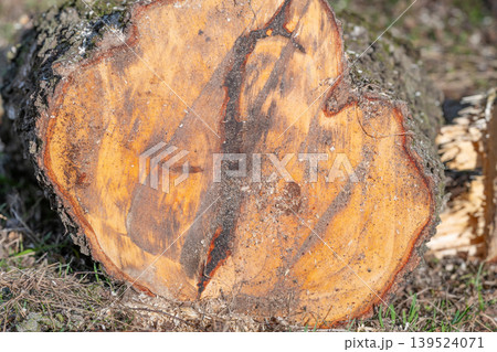 Log segment exposed showing annual growth rings and bark debris. Natural forest floor scene featuring cut wood disc amidst grass and bark fragments with visible rings 139524071