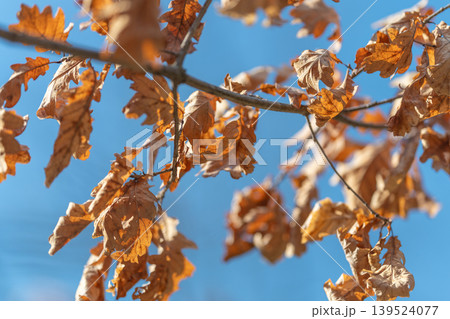 Crimson hues on autumn foliage. Dusk paints landscape with muted amber and chilly blue shades. Fading daylight tints oak branches in somber amber while sky remains cool blue canvas 139524077