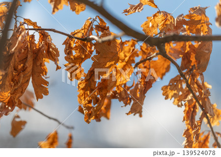 Backlit oak foliage with curled edges. Seasonal stillness captured in delicate leaf cluster. Translucent oak leaves with warm tones forming peaceful seasonal tableau Backlit oak foliage with curled edges. Seasonal stillness captured in delicate leaf cluster. Translucent oak leaves with warm tones forming peaceful seasonal tableau 139524078