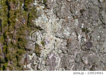 Weathered lichen patterns on bark. Sample revealing resilient textures of lichen and moss. Examination of tree bark highlighting rugged lichen and resilient moss patterns 139524081