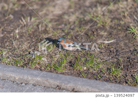 Small avian searching for seeds amid warm textured turf and sunlight. Tiny feathered creature nibbles seeds on bright grassy surface with detailed wing pattern visible Small avian searching for seeds amid warm textured turf and sunlight. Tiny feathered creature nibbles seeds on bright grassy surface with detailed wing pattern visible 139524097