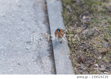 Bird faces urban surroundings. Tiny bird cast shadows on streets. Small bird gazes across bustling cityscape pavement. Little bird looks away from busy city street surface Bird faces urban surroundings. Tiny bird cast shadows on streets. Small bird gazes across bustling cityscape pavement. Little bird looks away from busy city street surface 139524110