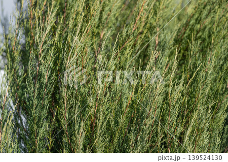 Highresolution photograph showcasing vibrant verdant tree textures and details. Intricate close examination of leafy branches with cones in vivid green landscape Highresolution photograph showcasing vibrant verdant tree textures and details. Intricate close examination of leafy branches with cones in vivid green landscape 139524130
