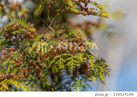 Garden scene with transitional seasonal hedgerow. Rustic tones highlighting structural details in airy space. Detailed cedar leaves with amber seed pods and gentle sky backdrop Garden scene with transitional seasonal hedgerow. Rustic tones highlighting structural details in airy space. Detailed cedar leaves with amber seed pods and gentle sky backdrop 139524140
