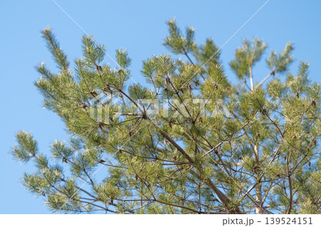 Nature scene background. Calm pine branches with cones under soft morning sky lighting. Tranquil pine foliage with cones contrasted against calm sunrise horizon for branding Nature scene background. Calm pine branches with cones under soft morning sky lighting. Tranquil pine foliage with cones contrasted against calm sunrise horizon for branding 139524151