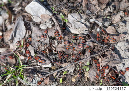 Photographic detailed view of firebugs with striking markings on leaves. An intense close view capturing firebugs with vivid red and black patterns on various plant surfaces 139524157