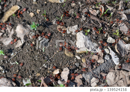 Colony of vibrant firebugs seen. Brightly colored firebugs scatter across ground. Peaceful scene displaying vibrant firebugs dispersed among leaf litter and textured earth 139524158