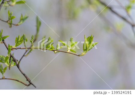 Spring buds emerge. Fresh green shoots appearing early. Delicate new leaves sprouting in springtime. Soft green buds and leaves bloom against muted background scenery 139524191