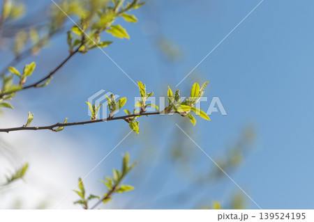 Morning light illuminates tender leaves and thin branch structures brightly. Scene captures fresh spring growth with clear skies and gentle sunlight creating peaceful atmosphere 139524195
