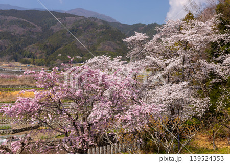 山梨県南アルプス市平岡 漆川に沿う桜満開のほたるみ橋公園のソメイヨシノとベニシダレザクラの景色 山梨県南アルプス市平岡 漆川に沿う桜満開のほたるみ橋公園のソメイヨシノとベニシダレザクラの景色 139524353
