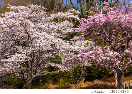 山梨県南アルプス市平岡 漆川に沿う桜満開のほたるみ橋公園のソメイヨシノとベニシダレザクラの景色 山梨県南アルプス市平岡 漆川に沿う桜満開のほたるみ橋公園のソメイヨシノとベニシダレザクラの景色 139524356