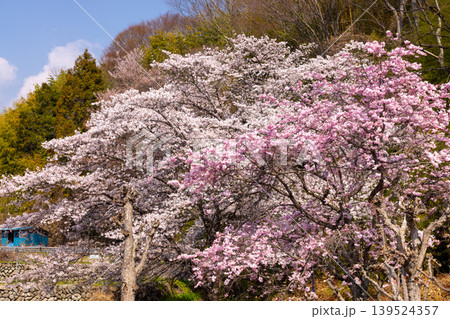 山梨県南アルプス市平岡　漆川に沿う桜満開のほたるみ橋公園のソメイヨシノとベニシダレザクラの景色 139524357