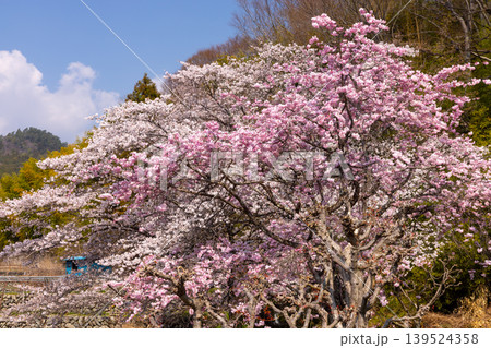 山梨県南アルプス市平岡 漆川に沿う桜満開のほたるみ橋公園のソメイヨシノとベニシダレザクラの景色 山梨県南アルプス市平岡 漆川に沿う桜満開のほたるみ橋公園のソメイヨシノとベニシダレザクラの景色 139524358