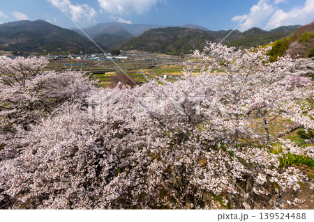 山梨県南アルプス市平岡 漆川に沿う桜満開のほたるみ橋公園のソメイヨシノと里山の景色 山梨県南アルプス市平岡 漆川に沿う桜満開のほたるみ橋公園のソメイヨシノと里山の景色 139524488
