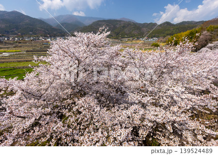 山梨県南アルプス市平岡 漆川に沿う桜満開のほたるみ橋公園のソメイヨシノと里山の景色 山梨県南アルプス市平岡 漆川に沿う桜満開のほたるみ橋公園のソメイヨシノと里山の景色 139524489