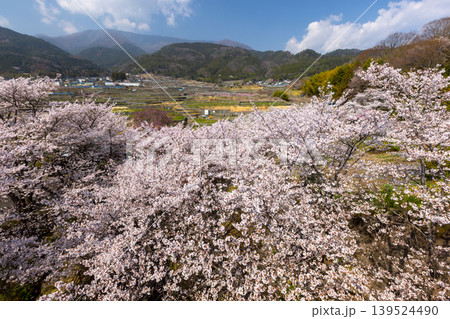 山梨県南アルプス市平岡 漆川に沿う桜満開のほたるみ橋公園のソメイヨシノと里山の景色 山梨県南アルプス市平岡 漆川に沿う桜満開のほたるみ橋公園のソメイヨシノと里山の景色 139524490