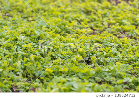 Muted natural plant textures for ecological branding backgrounds. Lightweight spring greenery emphasizing calmness and sustainability for environmental branding themes Muted natural plant textures for ecological branding backgrounds. Lightweight spring greenery emphasizing calmness and sustainability for environmental branding themes 139524712