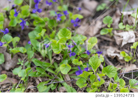 Forest floor with violet blooms. Intimate scene showcasing violet leaves and petals amidst forest debris. Detailed glimpse of violets nestled within leaf litter on forest floor Forest floor with violet blooms. Intimate scene showcasing violet leaves and petals amidst forest debris. Detailed glimpse of violets nestled within leaf litter on forest floor 139524735