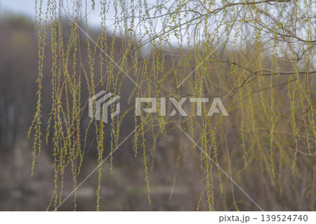 Soft neutral hues highlight springtime botanical elegance. Calm woodland scene with misty atmosphere emphasizing ephemeral green catkin beauty and subtle growth indicators Soft neutral hues highlight springtime botanical elegance. Calm woodland scene with misty atmosphere emphasizing ephemeral green catkin beauty and subtle growth indicators 139524740