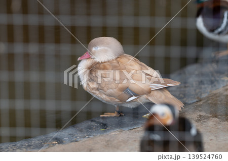 Calm depiction of juvenile waterbird nestled among companions in sanctuary. Soothing image capturing young waterfowl with soft feathers in peaceful sanctuary environment 139524760