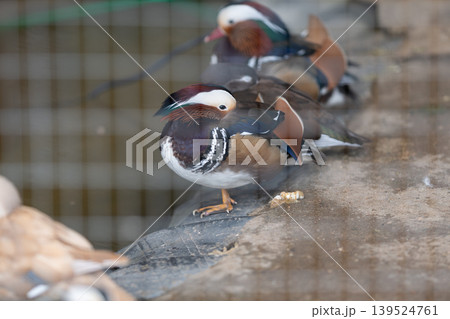 Colorful duck display. Colorfully plumaged mandarin male perched behind wire mesh. Rainbowhued male mandarin duck sitting on concrete with other waterfowl behind mesh Colorful duck display. Colorfully plumaged mandarin male perched behind wire mesh. Rainbowhued male mandarin duck sitting on concrete with other waterfowl behind mesh 139524761