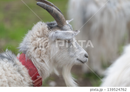 Herd grazing under natural conditions. Sustainable pasture herd with grazing goat scene. Outdoor livestock environment with goat among herd during grazing activity 139524762