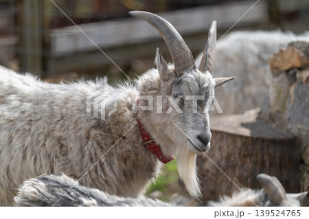 Peaceful winter morning farm setting. Calm rustic goat resting near feed trough and fence. Serene winter scene featuring peaceful goat by barn gate with rustic elements Peaceful winter morning farm setting. Calm rustic goat resting near feed trough and fence. Serene winter scene featuring peaceful goat by barn gate with rustic elements 139524765