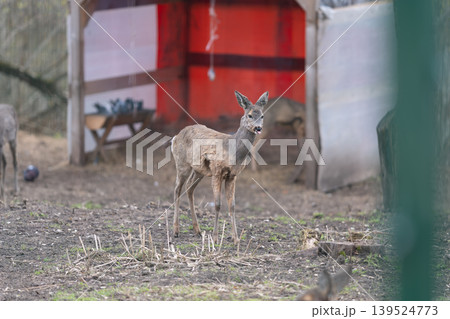 Cautious young roe deer standing alert adjacent to shelter in peaceful farm scene. Young roe deer stays watchful near its shelter amid serene and quiet farm environment Cautious young roe deer standing alert adjacent to shelter in peaceful farm scene. Young roe deer stays watchful near its shelter amid serene and quiet farm environment 139524773