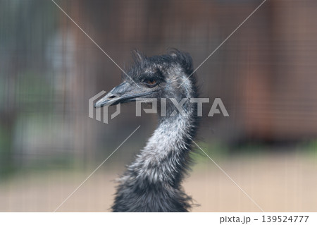 Emu profile highlighting vivid eye. Close view of emu head with striking gaze. Detailed examination of single emu head focusing on vivid eye and feather textures 139524777