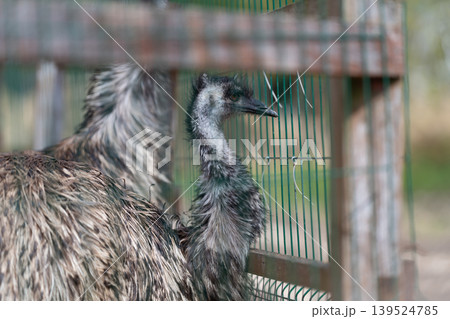 Two emus behind wire fence, breeding pair huddled near mesh enclosure, damp mottled feathers, subdued light, documentary tone suitable for conservation and zoo features Two emus behind wire fence, breeding pair huddled near mesh enclosure, damp mottled feathers, subdued light, documentary tone suitable for conservation and zoo features 139524785