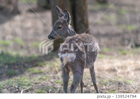 Forest fawn with shedding fur. Early spring woodland scene with alert deer. Young deer with revealing coat rests quietly amid mossy forest environment in early spring Forest fawn with shedding fur. Early spring woodland scene with alert deer. Young deer with revealing coat rests quietly amid mossy forest environment in early spring 139524794