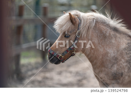 Tranquil equine image with fence. Calm horse relaxing near rustic wooden barrier. Quiet horse calmly seated beside weathered wooden fencing in peaceful rural landscape Tranquil equine image with fence. Calm horse relaxing near rustic wooden barrier. Quiet horse calmly seated beside weathered wooden fencing in peaceful rural landscape 139524798