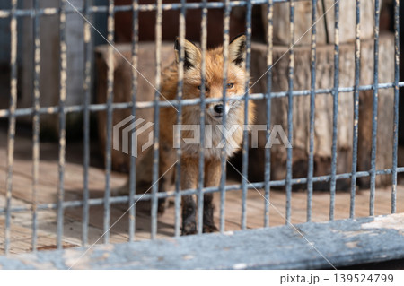 Fox observes attentively. Alert fox inspecting surroundings carefully. Red fox gazes through fence with keen interest. Vigilant red fox looks over fence with curiosity Fox observes attentively. Alert fox inspecting surroundings carefully. Red fox gazes through fence with keen interest. Vigilant red fox looks over fence with curiosity 139524799