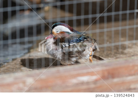 Quiet scene with resting bird. Gentle bird calmly settled in peaceful natural surroundings. Calm and soothing scene of peaceful bird peacefully resting in its enclosure Quiet scene with resting bird. Gentle bird calmly settled in peaceful natural surroundings. Calm and soothing scene of peaceful bird peacefully resting in its enclosure 139524843