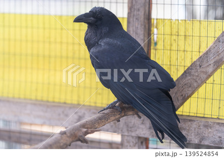 Wild crow safely perched in rehabilitation area with protective mesh. Conservation effort depicting rescued crow resting peacefully within caring enclosure environment Wild crow safely perched in rehabilitation area with protective mesh. Conservation effort depicting rescued crow resting peacefully within caring enclosure environment 139524854