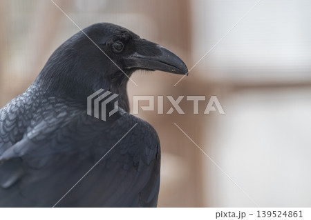 Close view of flying bird. Focused image of soaring bird nearby in clear detail. Highdefinition shot capturing bird flying in close proximity with stunning clarity Close view of flying bird. Focused image of soaring bird nearby in clear detail. Highdefinition shot capturing bird flying in close proximity with stunning clarity 139524861
