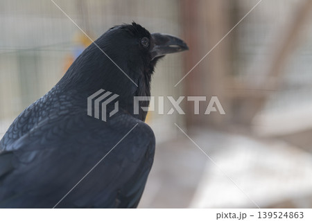 Closeup black crow profile perched on blurred wire background, glossy feathers, textured beak, focused eye, shallow depth of field, muted tones, quiet atmosphere Closeup black crow profile perched on blurred wire background, glossy feathers, textured beak, focused eye, shallow depth of field, muted tones, quiet atmosphere 139524863