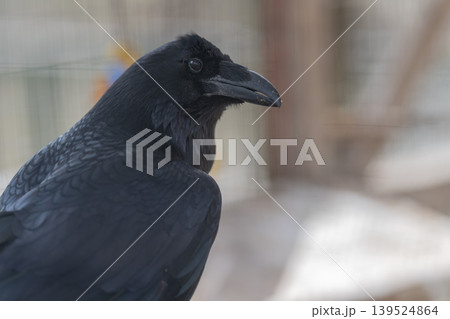 Crow observed in neutral enclosure setting, beak closeup with residue, alert posture, cool palette, wire mesh blur, scientific vibe for wildlife research and education Crow observed in neutral enclosure setting, beak closeup with residue, alert posture, cool palette, wire mesh blur, scientific vibe for wildlife research and education 139524864
