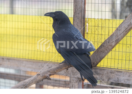Dark bird confined. Urban crow on rustic perch. Poised black bird within aged steel cage. Black crow resting calmly inside weathered metal enclosure with alert gaze Dark bird confined. Urban crow on rustic perch. Poised black bird within aged steel cage. Black crow resting calmly inside weathered metal enclosure with alert gaze 139524872