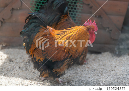 Rooster under sunlight with textured plumage. Sundrenched scene of bird grooming in warm light. Softly lit image capturing hen with detailed feathers and rustic charm Rooster under sunlight with textured plumage. Sundrenched scene of bird grooming in warm light. Softly lit image capturing hen with detailed feathers and rustic charm 139524873
