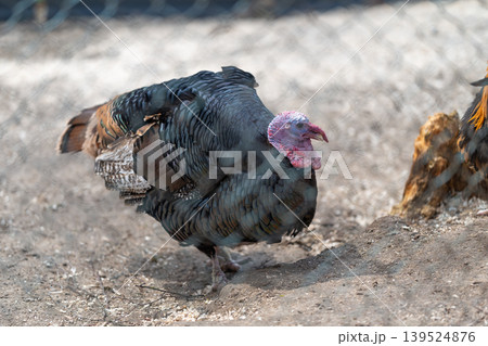 Faint motion of solitary bird on rough ground. Secluded fowl with alert stance amid muted setting. Solitary poultry stands vigilant behind chainlink barrier in gritty scene Faint motion of solitary bird on rough ground. Secluded fowl with alert stance amid muted setting. Solitary poultry stands vigilant behind chainlink barrier in gritty scene 139524876