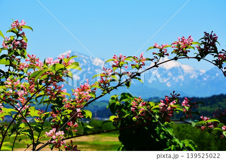 初夏のタニウツギの花越しに見る残雪の越後三山 初夏のタニウツギの花越しに見る残雪の越後三山 139525022
