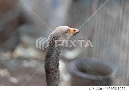 Alert goose closeup. Precise portrait of attentive goose with pastoral scenery behind. Highresolution depiction of watchful goose surrounded by tranquil rural landscape Alert goose closeup. Precise portrait of attentive goose with pastoral scenery behind. Highresolution depiction of watchful goose surrounded by tranquil rural landscape 139525051