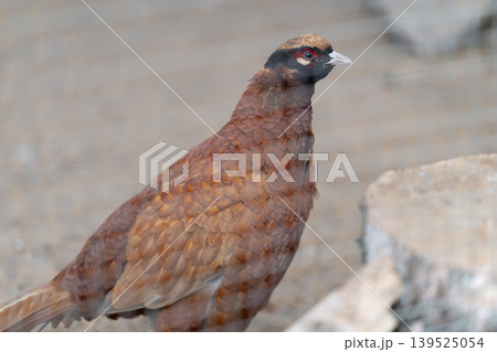 Reddish brown partridge behind wire mesh, perched on rocky ground with alert stance, detailed feather pattern, muted earth tones and soft natural light conveying quiet confinement 139525054