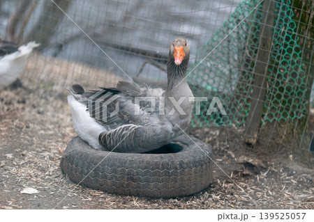 Rustic homestead setting featuring vigilant goose with distinctive coloration. Protective goose perches on upcycled tire within enclosed area showing cautious stance Rustic homestead setting featuring vigilant goose with distinctive coloration. Protective goose perches on upcycled tire within enclosed area showing cautious stance 139525057