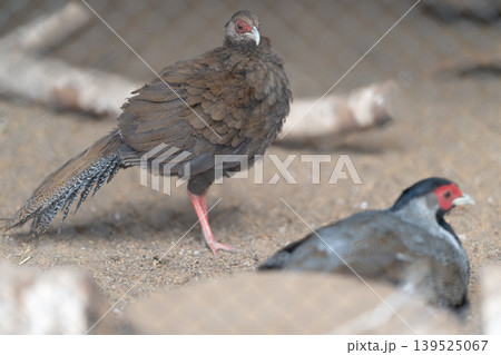 Brown pheasant standing on sandy floor, mottled plumage and long tail, companion quail blurred in foreground, muted aviary light and feeding bowls suggesting daily routine Brown pheasant standing on sandy floor, mottled plumage and long tail, companion quail blurred in foreground, muted aviary light and feeding bowls suggesting daily routine 139525067